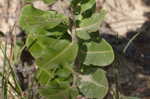 Pineland milkweed